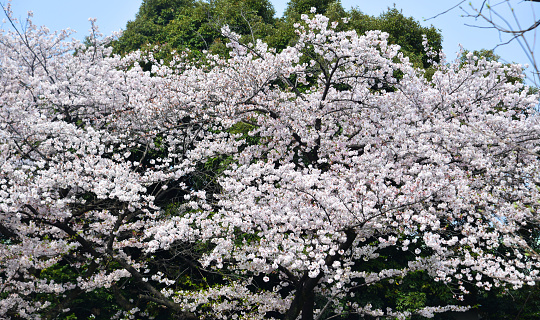 Cherry blossom in Tokyo, Japan. Hanami (cherry blossom) is a cultural symbol of Japan, one of the events to attract tourists.