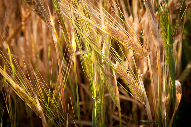 istock Close-up of wheat 150881534