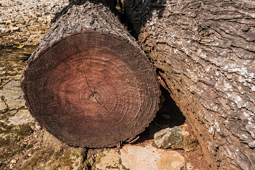 Log trunks pile, the logging timber forest wood industry. Wood trunks timber harvesting in forest. Concept for deforestation, forest destruction, wood cutting, global warming, climate change.