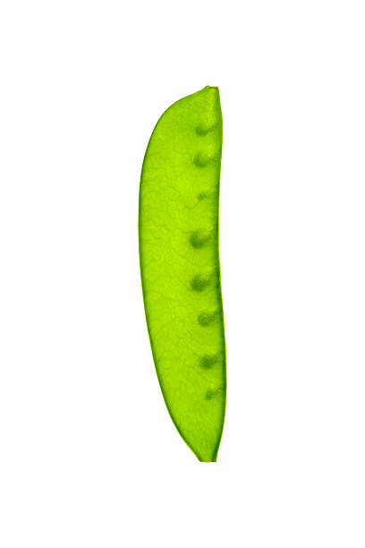 sugar pea stock photo