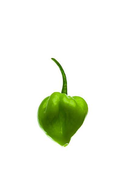Green Pepper stock photo
