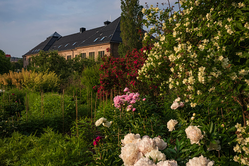 The University Botanical Garden (Botanisk hage) is Norway's oldest botanical garden, a free oasis and a great place to escape the noise of the city.  The Scent garden of roses and penoies.