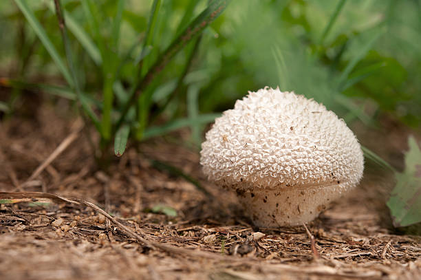 Spiny puffball mushroom - Lycoperdon stock photo