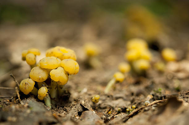 Leotia lubrica - yellow jelly baby mushrooms stock photo