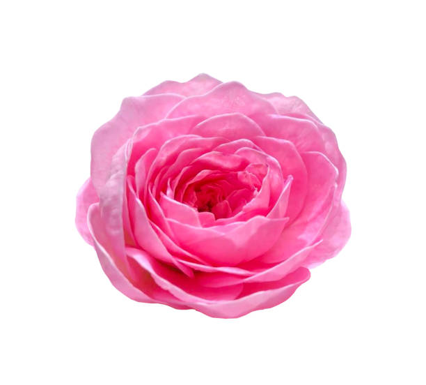 istock Beautiful pink rose isolated background for garden content . 1508842933