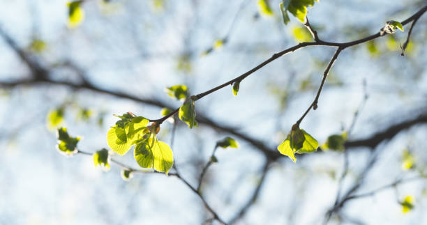 istock small linden branch with first leaves in spring day 1508850431