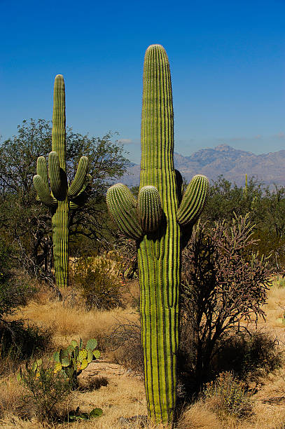 Saguaro National Park Cactus stock photo