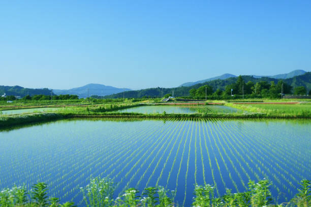 Niigata Pref