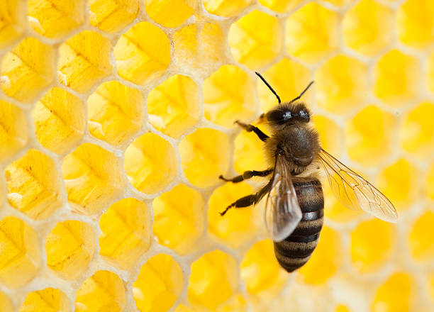 istock bee in honeycomb close-up shot 150887526