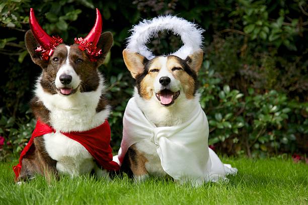 Good and Evil Corgi Dogs depicting Devil and Angel devil costume stock pictures, royalty-free photos & images