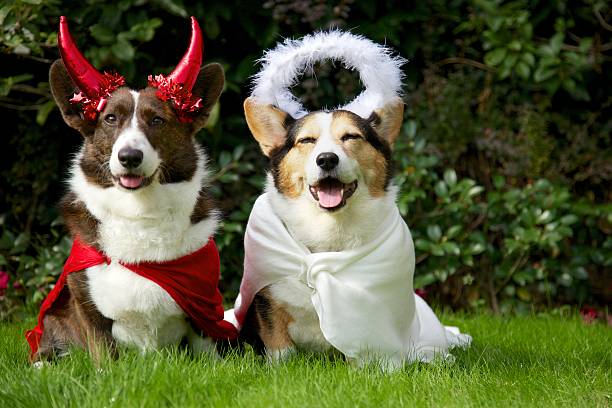 Angel Dogs Angel Dogs