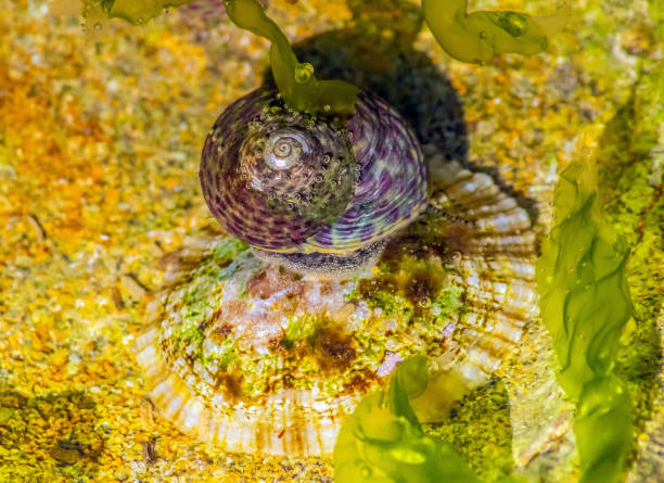 tegula eiseni: exploring the fascinating world of a unique gastropod species - tegula imagens e fotografias de stock