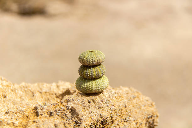 Psammechinus, the spiny sea urchin
