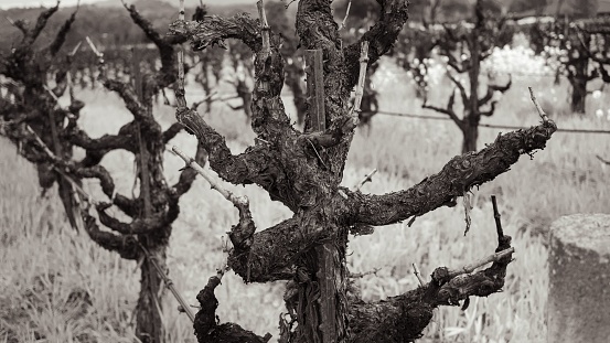 A black and white shot of old-growth grape vines in rows at a winery.