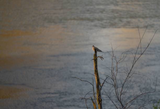 istock Mourning dove perched atop a bare, desiccated branch overlooking a lake scene. 1508888951