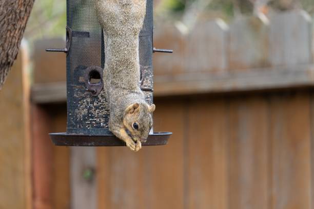 istock Fox squirrel on a bird feeder in a natural outdoor setting. 1508888956