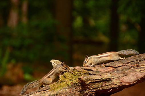 Siberian chipmunks in the forest; Two small striped rodent in the family of Sciuridae.  Two chipmunks face to face on top of a branch.