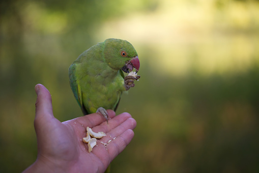 Wild Parakeet being hand fed in London Park - The controversy of hand feeding a wild Parakeet - Are we giving nature the right hand?