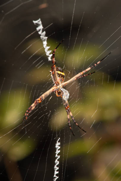 istock Silver spider, a beautiful silver spider on its web wrapping its prey in Brazil, selective focus. 1508902889