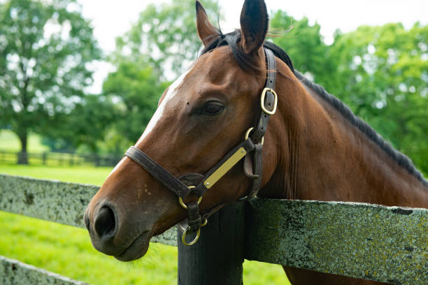 istock Horse looking over a fence 1508908266