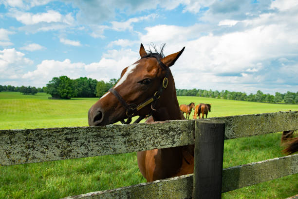 istock Horse looking over a fence 1508908269