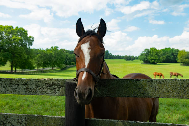 istock Horse looking over a fence 1508908270