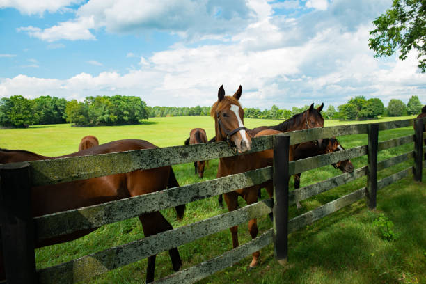 Horse looking over a fence