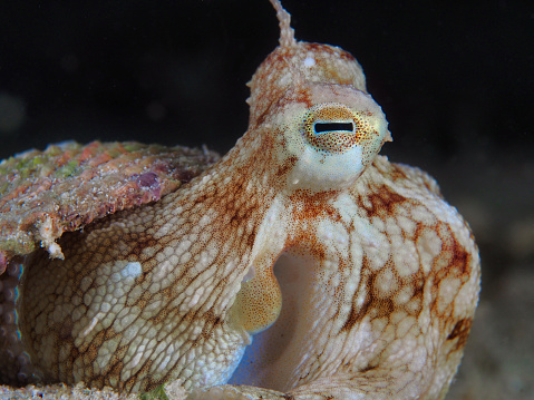 Hiding Coconut octopus in a shell
