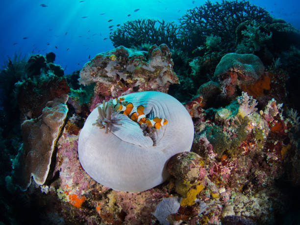 istock Clownfish in closed home 1508919643