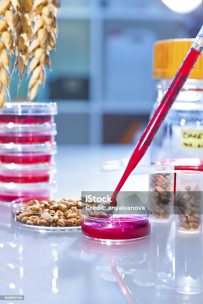 Pruebas de organismos genéticamente modificados de trigo - Foto de stock de Grano - Planta libre de derechos