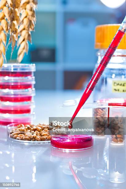 Pruebas De Organismos Genéticamente Modificados De Trigo Foto de stock y más banco de imágenes de Grano - Planta