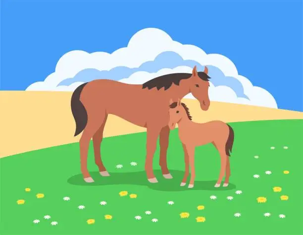 Vector illustration of Wild horse and foal in summer meadow  simple flat illustration