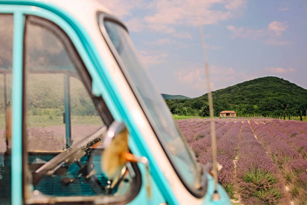 Lavender field in summer sunny day with retro car on first plan. Travel and holiday concept