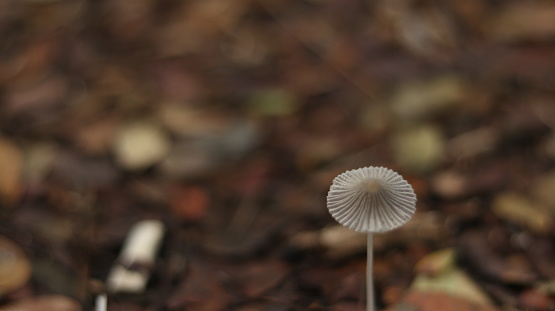 Little White Mushrooms among Leaves in autumn on blurred background