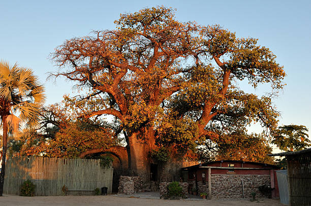 il ombalantu baobab in namibia - cave church foto e immagini stock