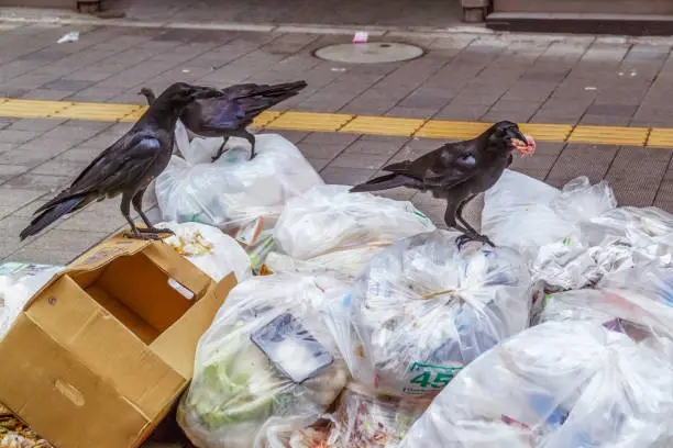 Photo of Crows eating garbage in city