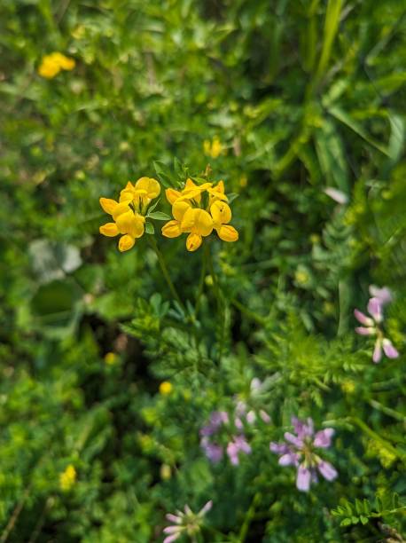 Bird's foot trefoil Letchworth State Park lotus corniculatus stock pictures, royalty-free photos & images