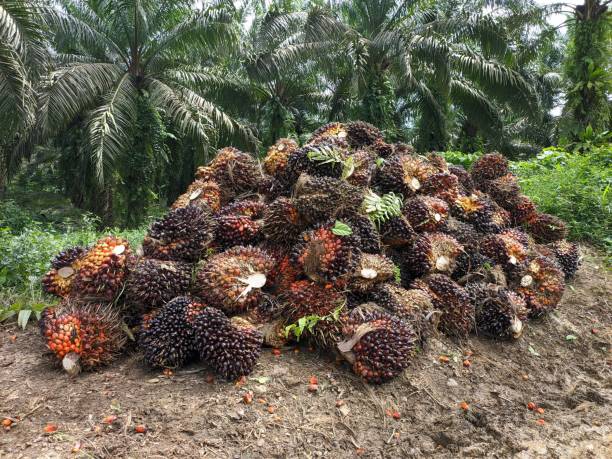 istock oil palm fruit after harvest 1508977569