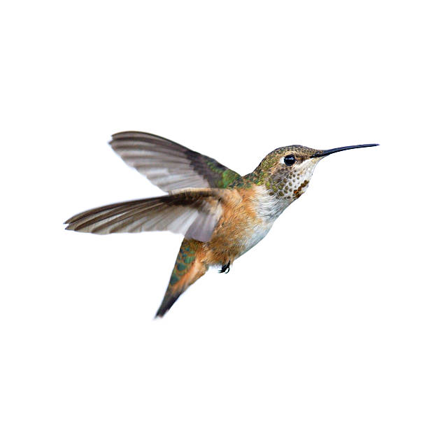 Hummingbird stock photo