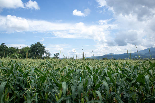 istock Beautiful corn fields are about to be eaten in the evening. 1508982184