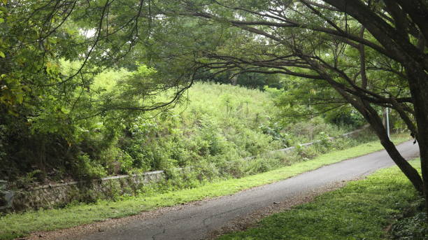 istock road in the middle of the forest 1508985879