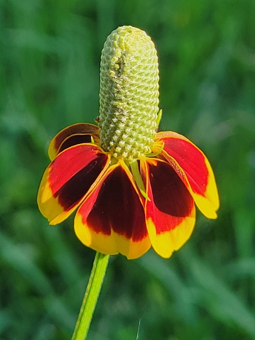 Prairie cone flower