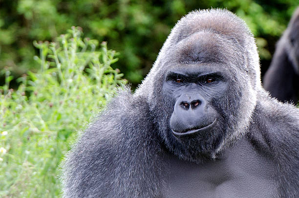 smiling gorilla stock photo