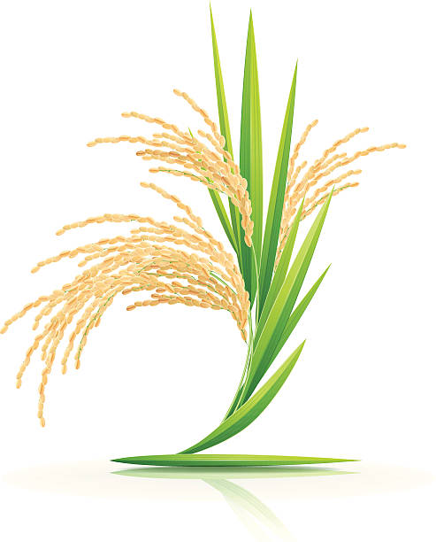 Spikelet of rice on a white background. Eps10. Image contain transparency and various blending modes. rice paddy stock illustrations