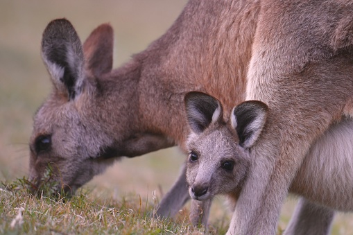 Grey baby kangaroo in mummy’s pouch photoshot in Australia