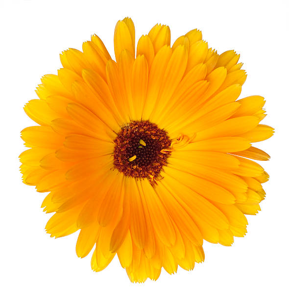 istock Beautiful blossoming yellow marigold on white background 150899541