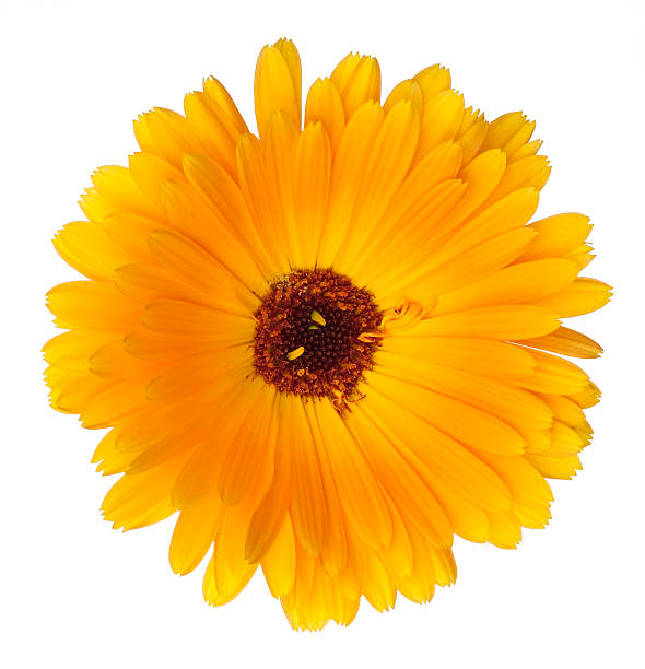 Beautiful blossoming yellow marigold on white background stock photo