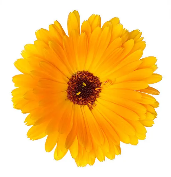 Marigold flower head with clipping path.