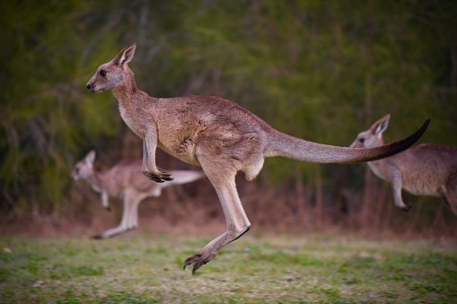a red kangaroo jumping around in the wild