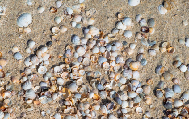 istock colorful sea shells background. Sea shells on sand. Summer beach background 1509002856